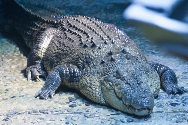 crocodilo